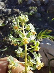 Reseda phyteuma