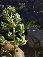 Reseda phyteuma