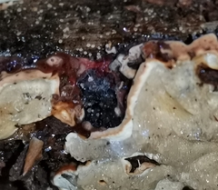 Heterobasidion parviporum