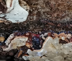 Heterobasidion parviporum