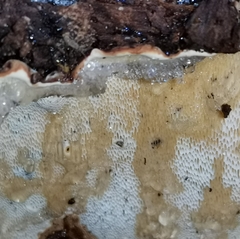 Heterobasidion parviporum