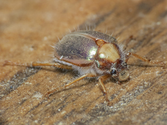 Phytholaema mutabilis