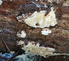 Heterobasidion parviporum