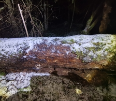 Heterobasidion parviporum