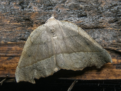 Syncirsodes primata