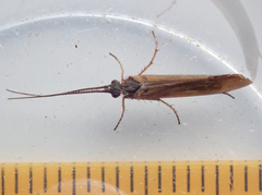 Limnephilus auricula