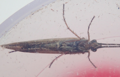 Limnephilus auricula