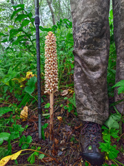 Orobanche grossheimii