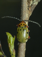 Procalus reduplicatus