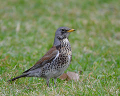Turdus pilaris