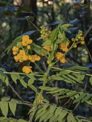Senna stipulacea