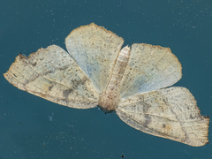 Syncirsodes primata
