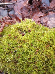 Sciuro-hypnum reflexum