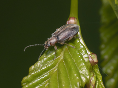 Psathyrocerus