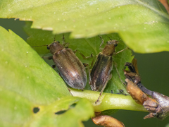 Psathyrocerus