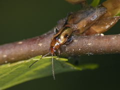 Protopsilapha signata