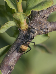 Camponotus chilensis
