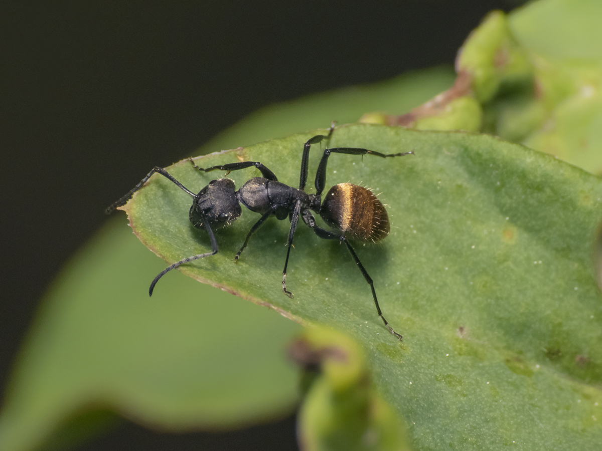 Camponotus chilensis · iNaturalist