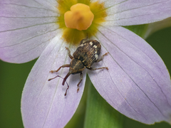 Eucalus tessellatus