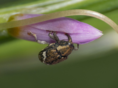 Eucalus tessellatus