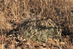 Coryphantha compacta