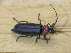 Pyractonema