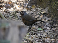 Pteroptochos castaneus