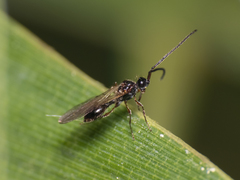 Diaprioidea