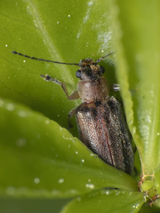 Psathyrocerus
