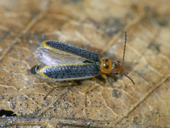 Hylodanacaea marginipennis
