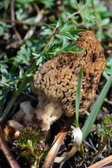 Morchella steppicola