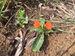 Crossandra zuluensis