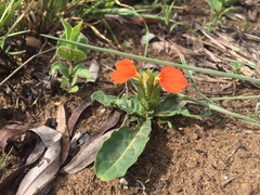 Crossandra zuluensis