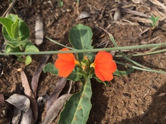 Crossandra zuluensis