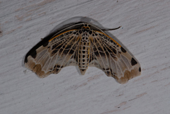 Achrosis pyrrhularia