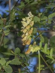 Vicia nigricans