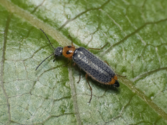Hylodanacaea binotata