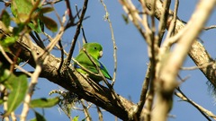Blue-Winged Parrotlet photo 5