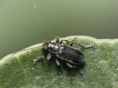 Psathyrocerus