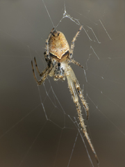 Allende nigrohumeralis