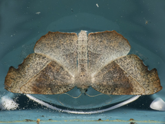 Syncirsodes primata