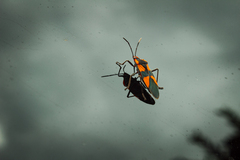 Oncopeltus sandarachatus