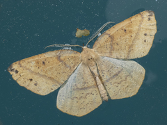 Syncirsodes primata