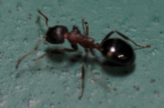 Dolichoderus sibiricus