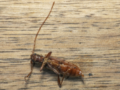 Phymatioderus bizonatus