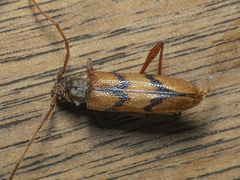 Phymatioderus bizonatus