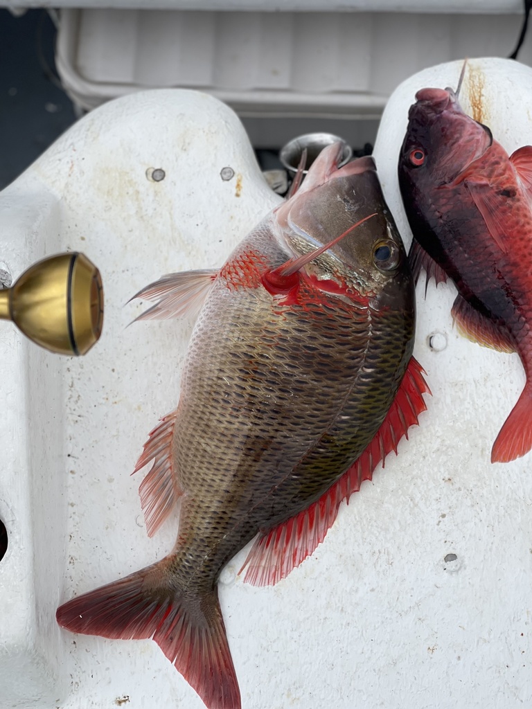 Common Snappers from Pamplemousses, MU on November 23, 2021 at 04:56 PM ...