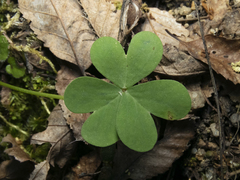 Oxalis arenaria