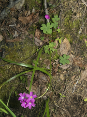 Oxalis arenaria