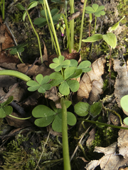 Oxalis arenaria